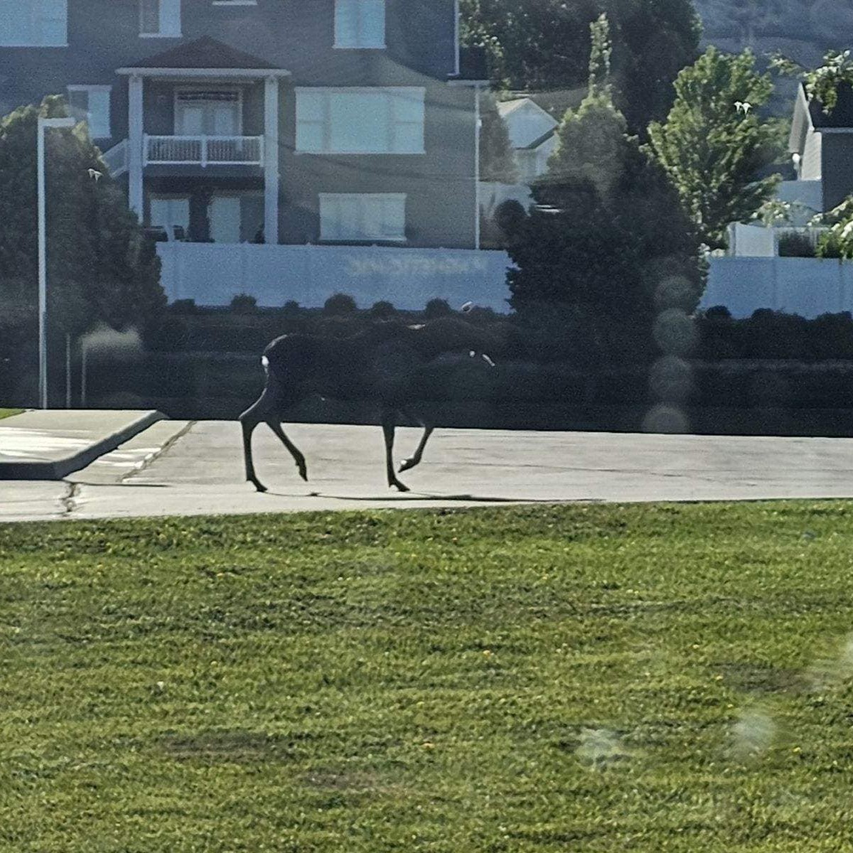 KUTV2News's tweet photo. Police in Pleasant Grove posted these very amoosing photos today.
📍: Pleasant Grove Utah
📸: Pleasant Grove Police Department 
No bull! We wanna see your photos at https://t.co/rfXQN8Df2K! https://t.co/AYLaCjy2Uu