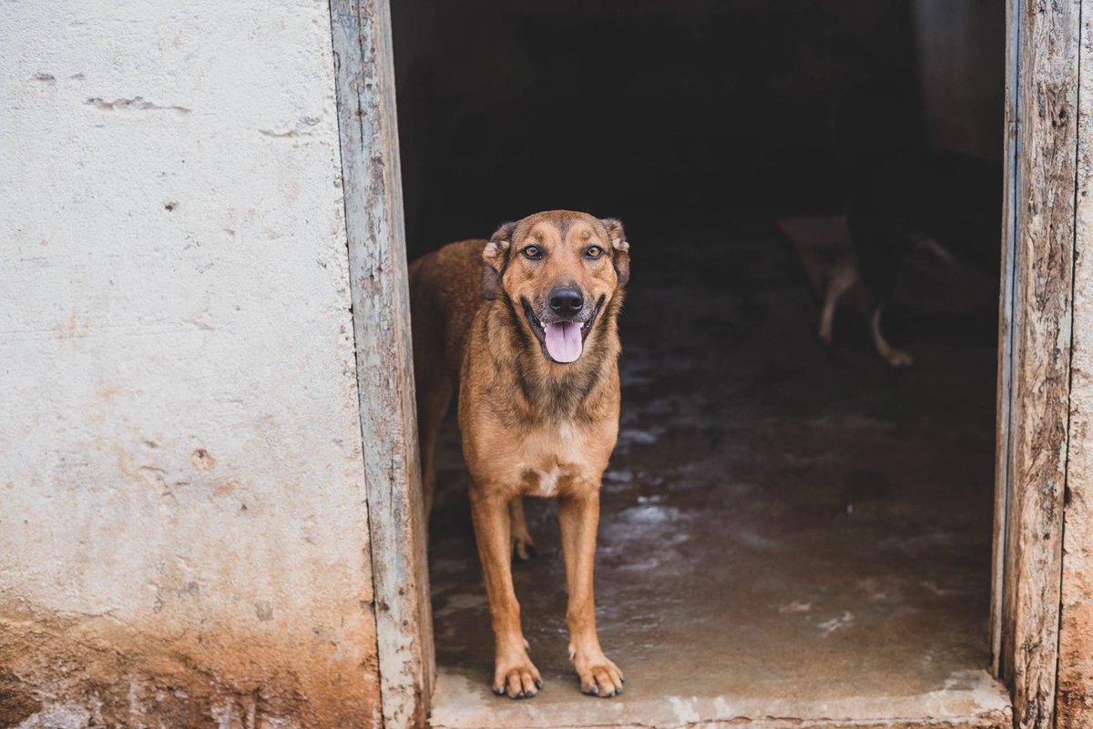 caogonhal's tweet image. Congonhal/MG

Nossa lindíssima Beyoncé, dona de pelos ultra brilhosos segue a procura de um lar. É uma doguinha super doce, ama brincar e é muito carinhosa.

Tem porte médio.
Está castrada e vacinada.

Contato via whatsapp 35998894434 para entrevista de adoção