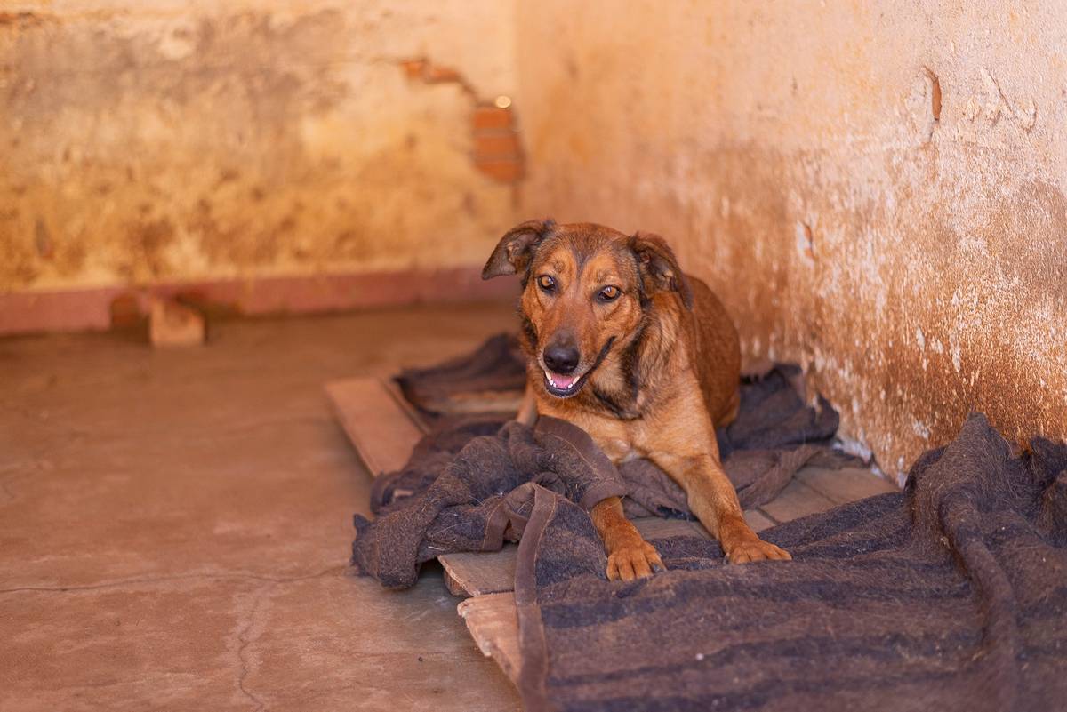 caogonhal's tweet image. Congonhal/MG

Nossa lindíssima Beyoncé, dona de pelos ultra brilhosos segue a procura de um lar. É uma doguinha super doce, ama brincar e é muito carinhosa.

Tem porte médio.
Está castrada e vacinada.

Contato via whatsapp 35998894434 para entrevista de adoção