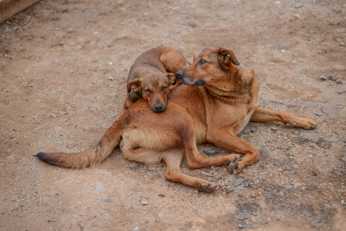 caogonhal's tweet image. Congonhal/MG

Nossa lindíssima Beyoncé, dona de pelos ultra brilhosos segue a procura de um lar. É uma doguinha super doce, ama brincar e é muito carinhosa.

Tem porte médio.
Está castrada e vacinada.

Contato via whatsapp 35998894434 para entrevista de adoção