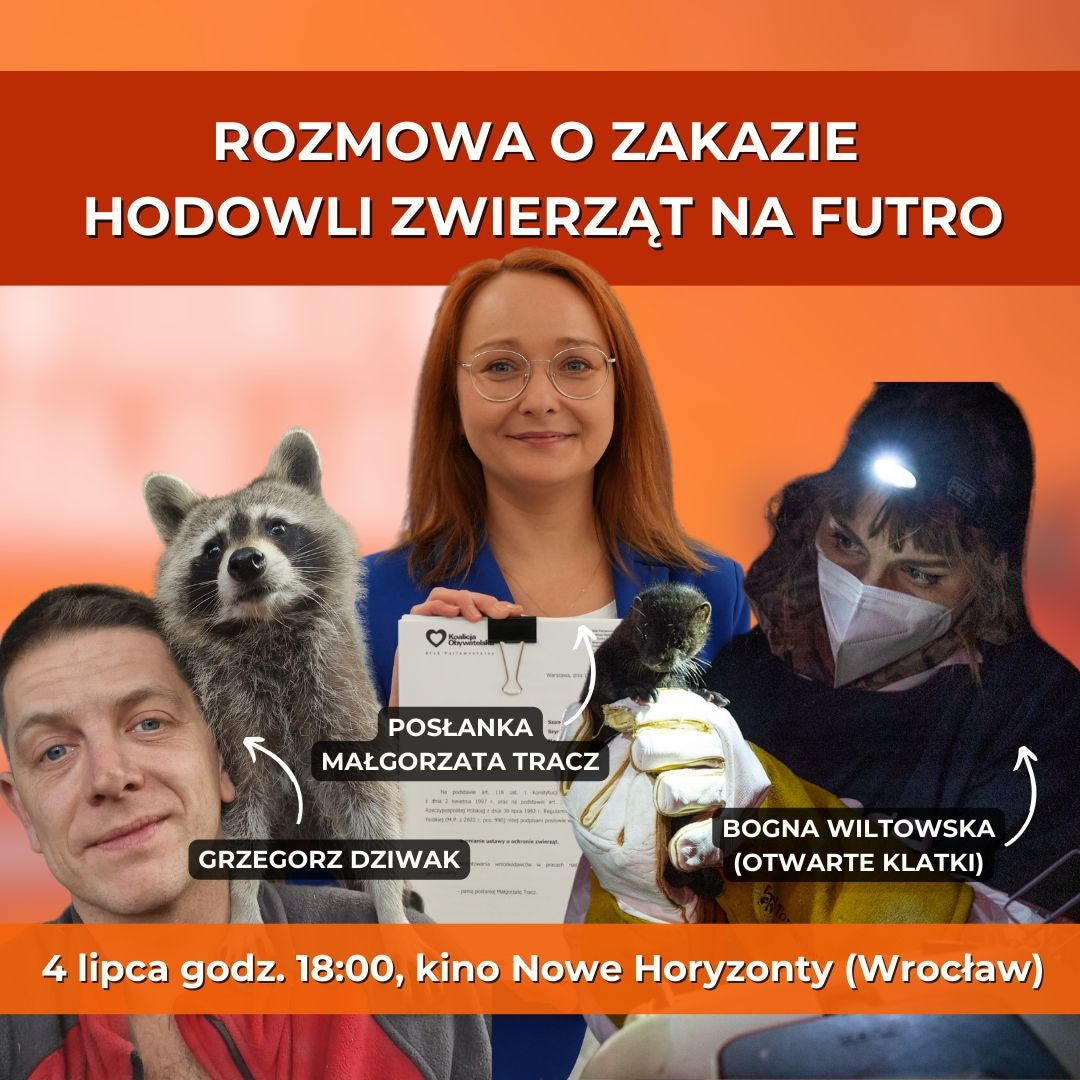 GoTracz's tweet photo. Już jutro w czwartek, 4 lipca, o godz. 18:00 zapraszam Was na pokaz specjalny filmu dokumentalnego @otwarteklatki „Poza widokiem, na skraju lasu" w kinie Nowe Horyzonty 🎞️

Po pokazie odbędzie się dyskusja o zakazie hodowli zwierząt na futro, w której wezmę udział razem z @bognawiltowska oraz lek. wet. Grzegorzem Dziwakiem, bohaterką i bohaterem filmu.

Jeśli jesteście ciekawi, jak wygląda praca aktywistów śledczych, ratowanie życia zwierząt uratowanych z ferm i jakie są perspektywy na zakazanie hodowli zwierząt na futro w Polsce - koniecznie bądźcie z nami!

Wstęp na wydarzenie jest bezpłatny. Darmowe wejściówki możecie odebrać w kasie kina 🎟️

#GoTracz #Zieloni