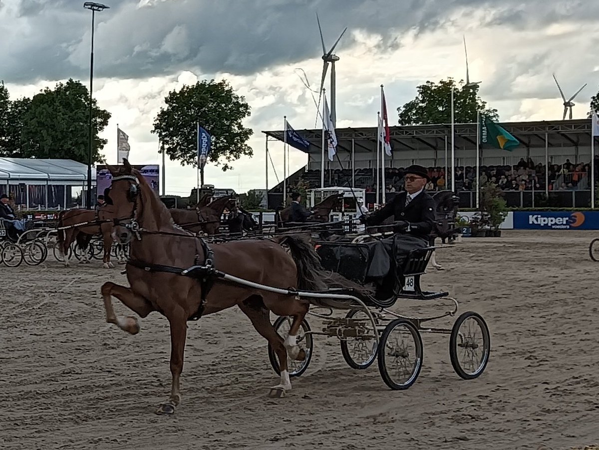 Emsland73's tweet image. Zo gaaf dat de familie #Schuttert uit #Ommen een tuigpaarden avond organiseert tijdens hun #csiOmmen