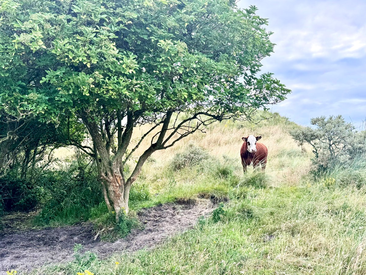 richardtkiewiet (@richardtkiewiet) on Twitter photo 