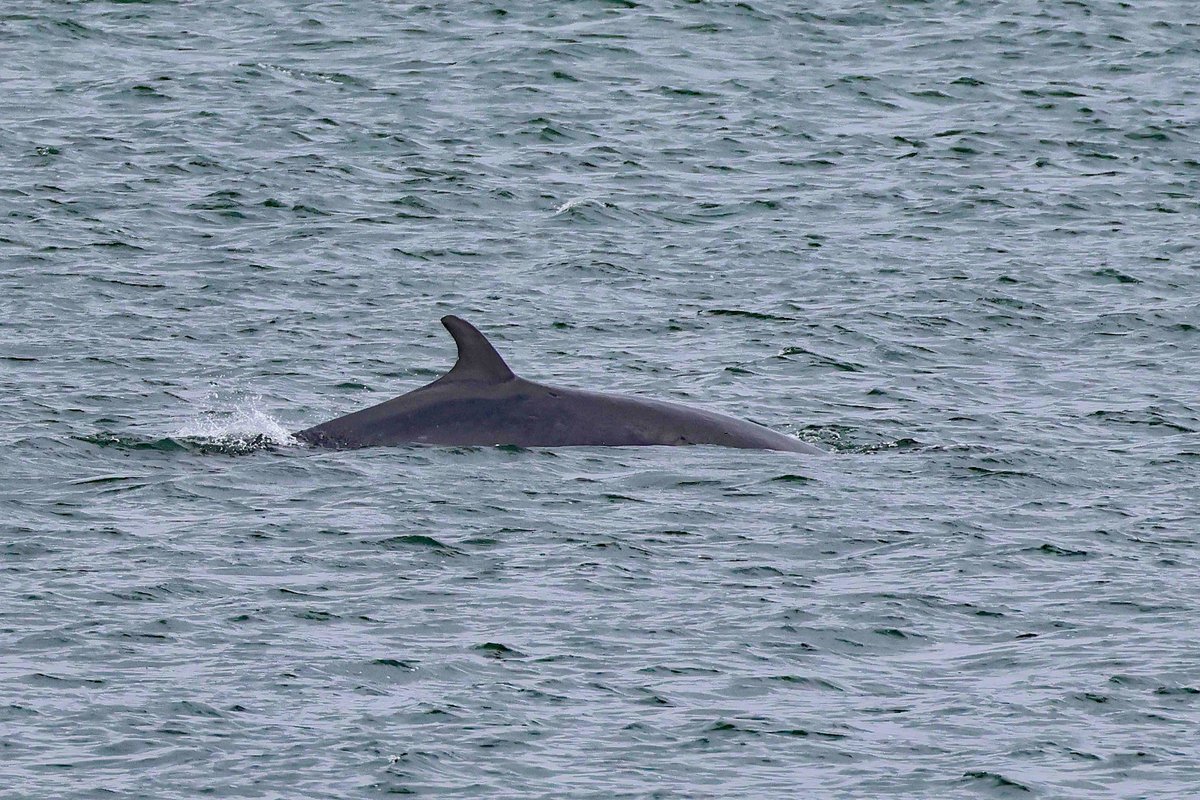 cwbell64's tweet photo. Minke Whale, a amazing 10 minutes, off the Marine Drive, Scarborough, North Yorkshire, at teatime today! https://t.co/Fx0WfVdYOs