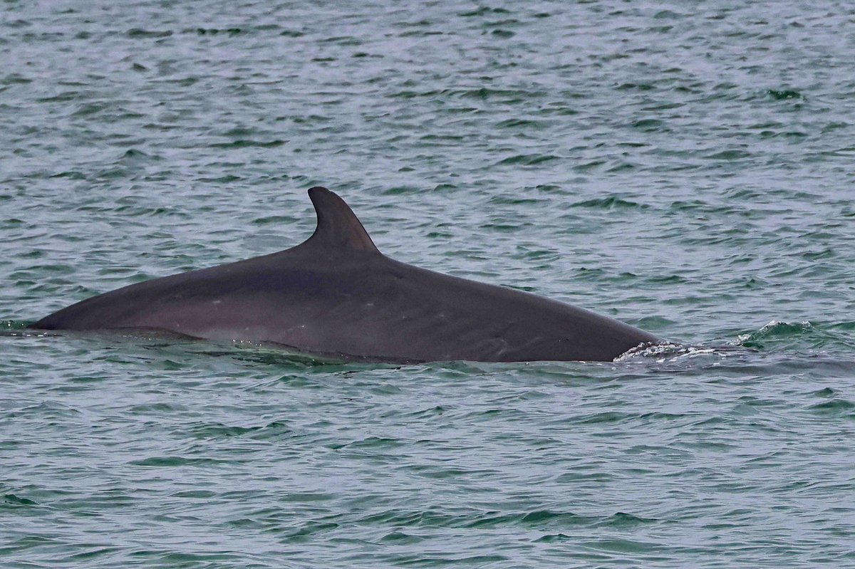 cwbell64's tweet photo. Minke Whale, a amazing 10 minutes, off the Marine Drive, Scarborough, North Yorkshire, at teatime today! https://t.co/Fx0WfVdYOs