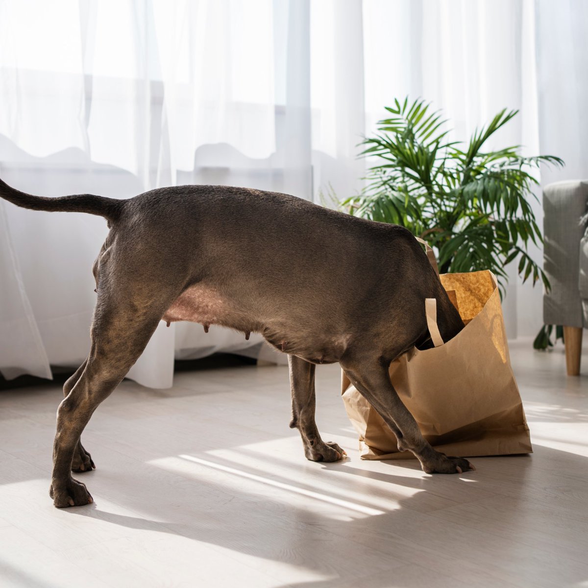PremiumFCA's tweet photo. Discover the Perfect Flooring for Pet Owners!

Your furry friends can run and play all day long without damaging our floors. Enjoy floors that stay beautiful and scratch-free, no matter how active your pets are.
#PetFriendly #ScratchResistant #VinylFlooring
#bringyourspacetolife https://t.co/0bRGJjV6iF