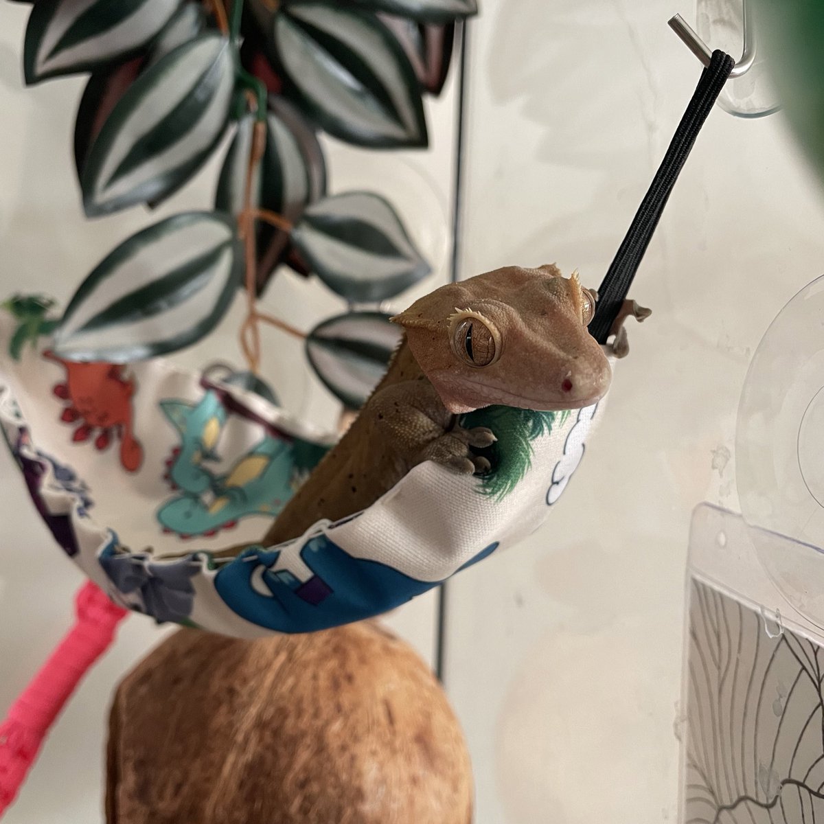 EyelashGecko's tweet photo. Happy Gotcha Day to the Cheesemeister, my all-time favorite gecko 🦖 https://t.co/YEhYZxbXij