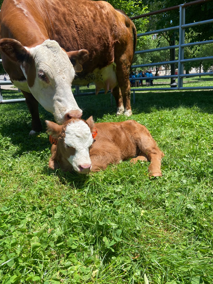 🐮Happy Cow Appreciation Day! Thank you to <a href="/MAFarmBureau/">MA Farm Bureau</a> for hosting your annual "Livestock on the Common" last month to give everyone the opportunity to meet some farm animals and learn about agriculture in Massachusetts!