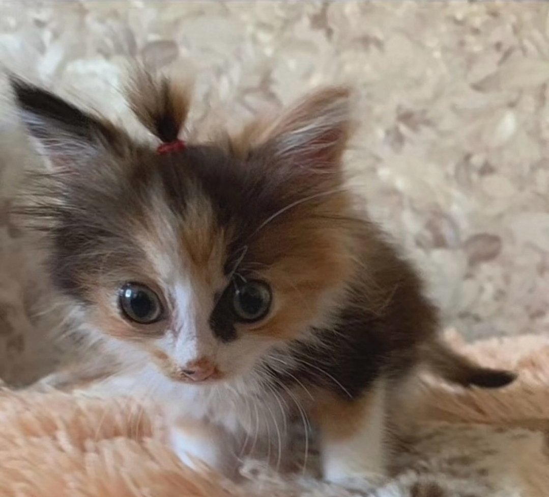 Smol