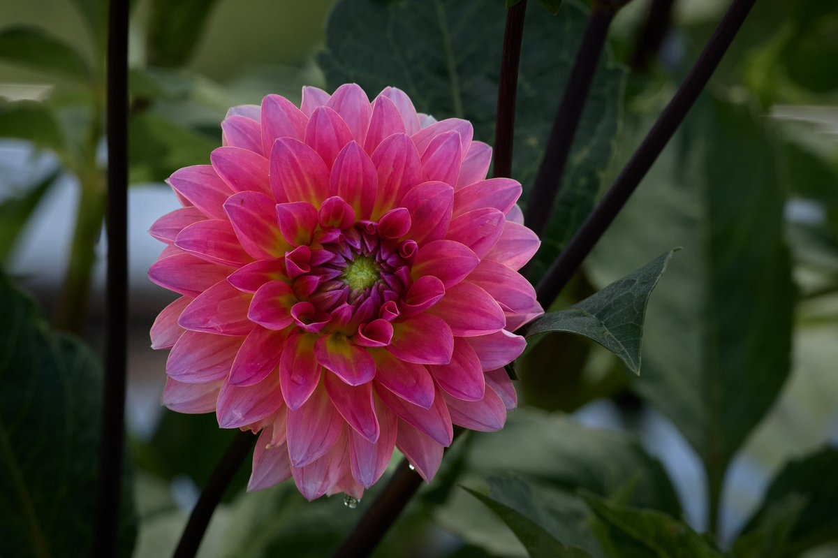 Jitterbug, I love this flower!