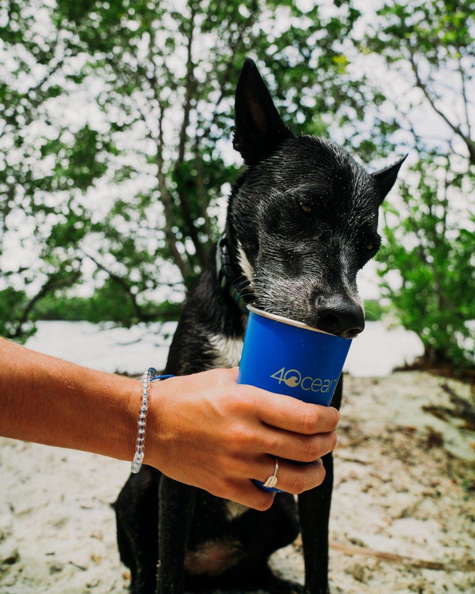 4ocean's tweet photo. In honor of Clean Beaches Week here are a few of our beach favs that are not only beach-safe but also pull a few pounds of trash 🗑️ ✨ 

#4ocean #CleanBeachesWeek https://t.co/U8sTajtVu4