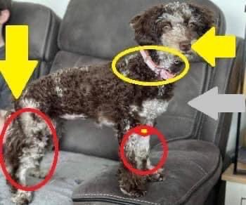 rosieDoc2's tweet image. #SpanielHour 
ROO MY LITTLE #Cockapoo WHERE ARE YOU? 
Missing while owner was on holiday. ROO was staying with #DogSitter and delivery driver left gate open and ROO vanished 15/11/23 #Falmouth #CORNWALL 
Last seen #Penmare area 

doglost.co.uk/dog-blog.php?d…

@CornwallLive @JacquiSaid