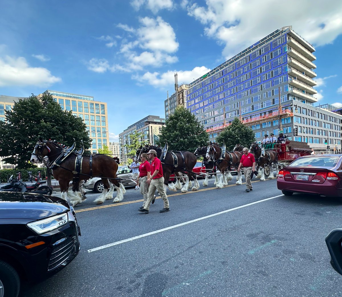 DC traffic jam <a href="/BudweiserHorse/">Clydesdale Horse</a> #clydesdales