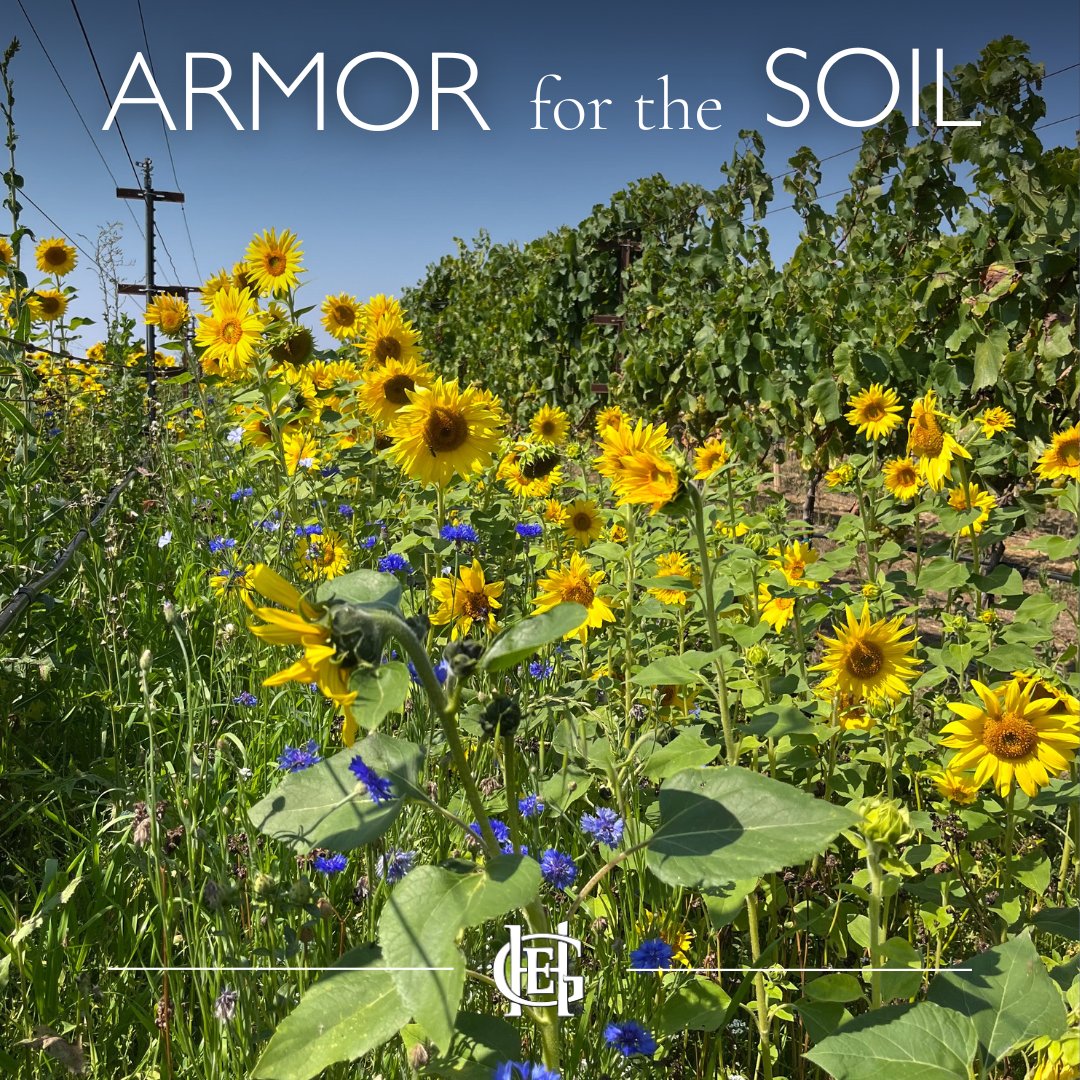 Even after this cover crop succumbs to the heat of summer, it'll still be doing it's job to protect our soil. The dried vegetation blocks the Sun's rays from heating up our earth, keeping the microbes that live there nice and cool year-round.