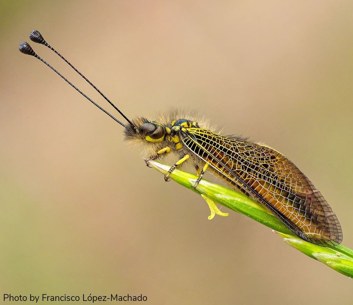 Arthropod Photo of the Week: July 3, 2024
Corsican owlfly
Libelloides ictericus corsicus
Neuroptera: Ascalaphidae
By Rinaldo Riva (macrolife.it), Sardinia, Italy
#arthropodPOTW