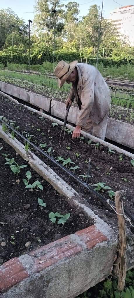#SanctiSpíritusEn26 provincia que tiene consolidado la #AgriculturaUrbanaSuburbanaYFamiliar. Muchas felicidades para todos los que han hecho posible tal merecido Reconocimiento. Felicidades para nuestros trabajadores de la #AUSUF <a href="/YdaelB/">Ydael Pérez Brito</a> <a href="/MinagCuba/">Ministerio de la Agricultura de Cuba</a> <a href="/MMarreroCruz/">Manuel Marrero Cruz</a> <a href="/JorgeLuisTapiaF/">Jorge Luis Tapia Fonseca</a>