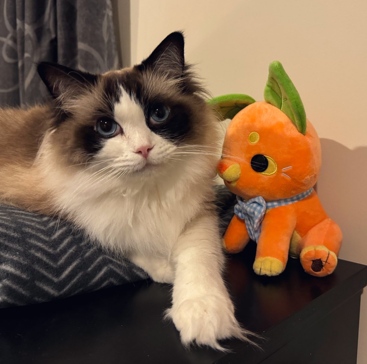 A puppy cat with an apricat #CatsOfTwitter #ragdollcats