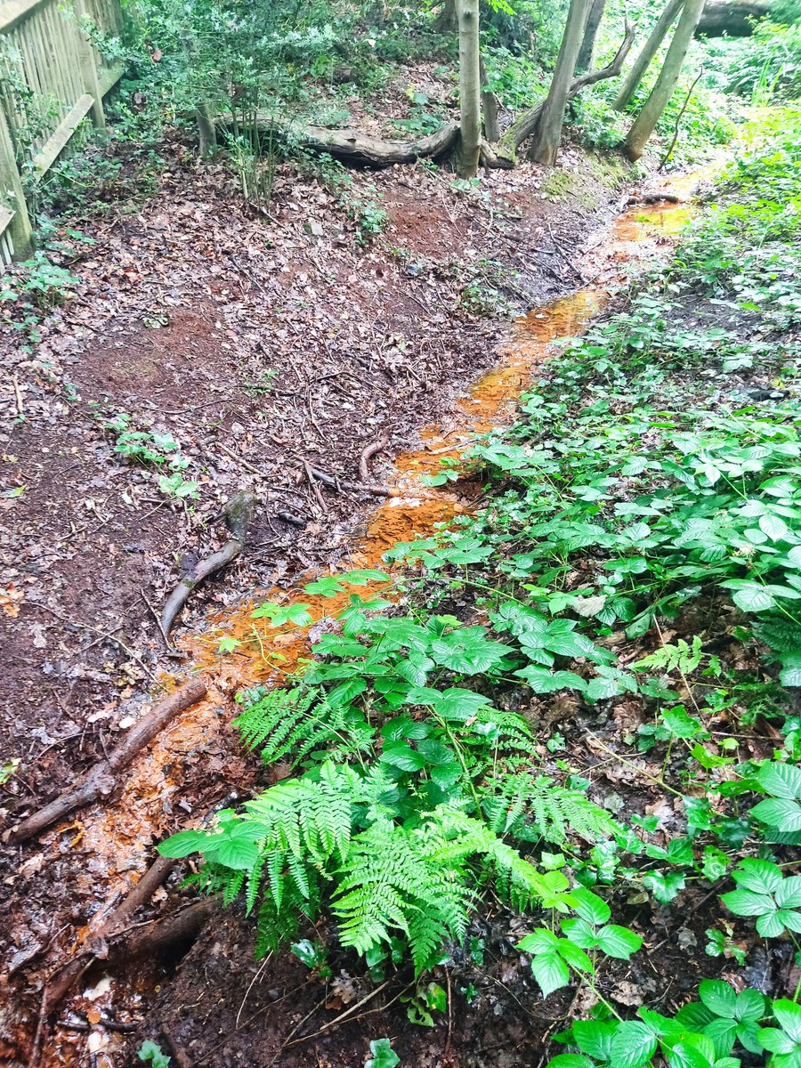 Walking the headstreams of the River Fleet in Hampstead today. The rusty colour of the iron rich chalybeate waters