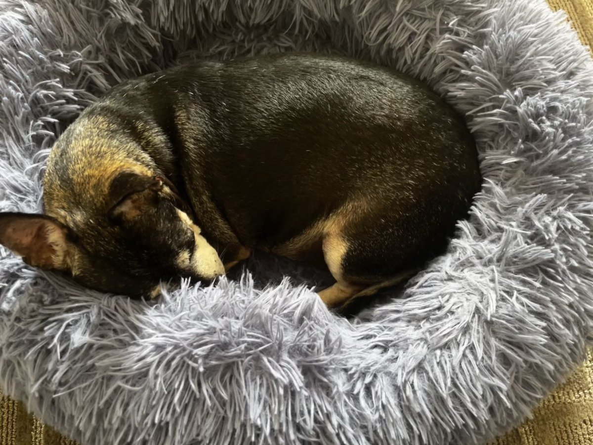 W5BWS's tweet image. Nap time