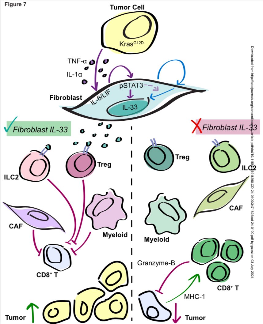 Anirban Maitra (@aiims1742) on Twitter photo From <a href="/KatelynLDonahue/">Katelyn Donahue</a> <a href="/Pasca_Lab/">PascaLab</a> in <a href="/CD_AACR/">Cancer Discovery</a>
Oncogenic KRAS-dependent stromal interleukin-33 directs the pancreatic microenvironment to promote tumor growth
aacrjournals.org/cancerdiscover…
What is the role of stromal IL-33 in reprogramming the immune microenvironment in pancreatic From <a href="/KatelynLDonahue/">Katelyn Donahue</a> <a href="/Pasca_Lab/">PascaLab</a> in <a href="/CD_AACR/">Cancer Discovery</a>
Oncogenic KRAS-dependent stromal interleukin-33 directs the pancreatic microenvironment to promote tumor growth
aacrjournals.org/cancerdiscover…
What is the role of stromal IL-33 in reprogramming the immune microenvironment in pancreatic