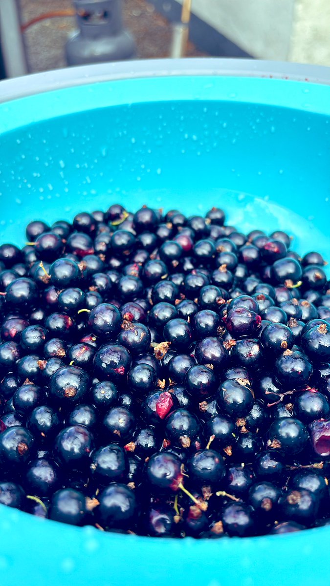 mandevillish's tweet image. Jamming time  #Blackcurrant #jam