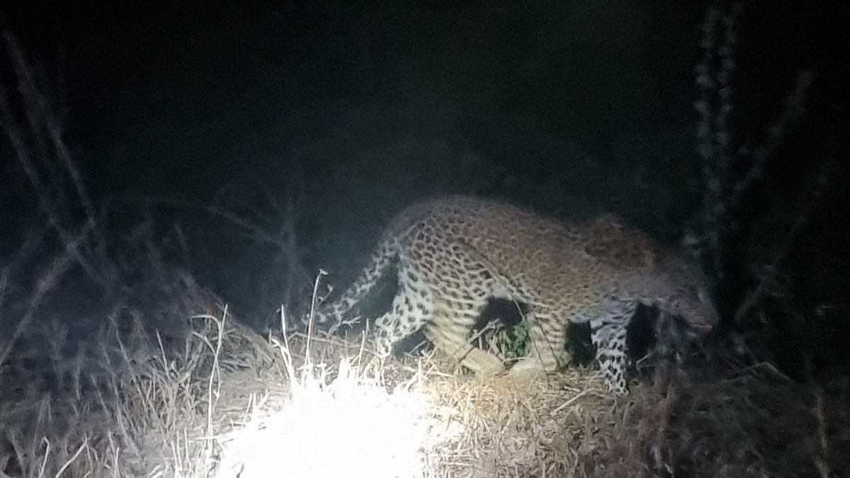 AlbertKimbu's tweet photo. Day 3 of @sthatuj Senior Research Associates conference 2024, Pafuri Lodge, Kruger Natiional Park with elephants as (un)invited guests literally in the house &amp; ...leopards next door!! https://t.co/1y0OXTR3rv