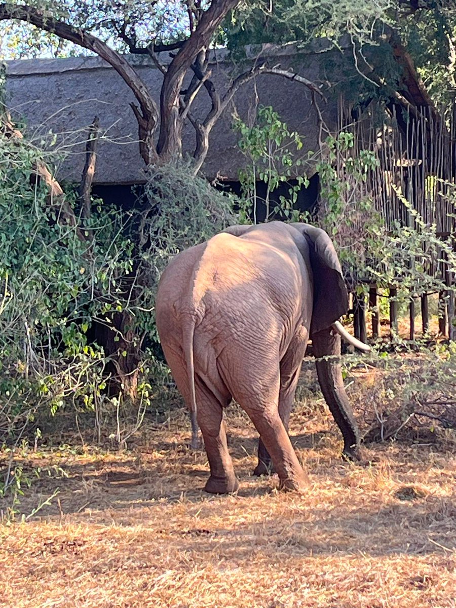 AlbertKimbu's tweet photo. Day 3 of @sthatuj Senior Research Associates conference 2024, Pafuri Lodge, Kruger Natiional Park with elephants as (un)invited guests literally in the house &amp; ...leopards next door!! https://t.co/1y0OXTR3rv