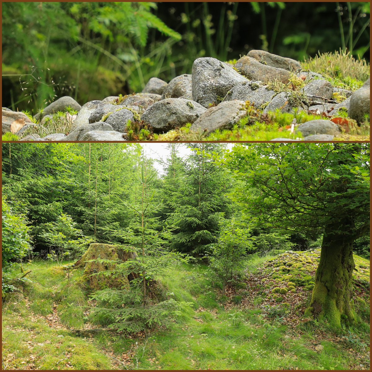 connelid's tweet image. Den lilla gården i stenig halländsk skogsbygd övergavs för 100 år sedan. Åkerterrassens mäktighet (nederst) indikerar långvarig odling. In i det sista - när knytnävsstora stenar slängdes i rösena - levde nog ännu förhoppningen att kunna utveckla jordbruket…