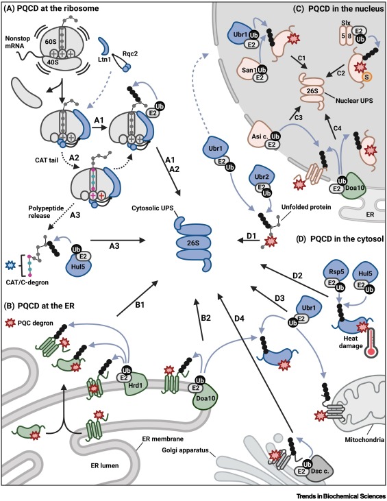 TrendsBiochem's tweet photo. Now online - the Review "UPS-dependent Strategies of #ProteinQualityControl Degradation" from Leonie Muller and Thorsten Hoppe @CECAD_.
#PQCD #proteostasis #ubiquitinproteasomesystem #E3ubiquitinligase #degron
https://t.co/LweDvnIpj9 https://t.co/9mR1rhxCUX