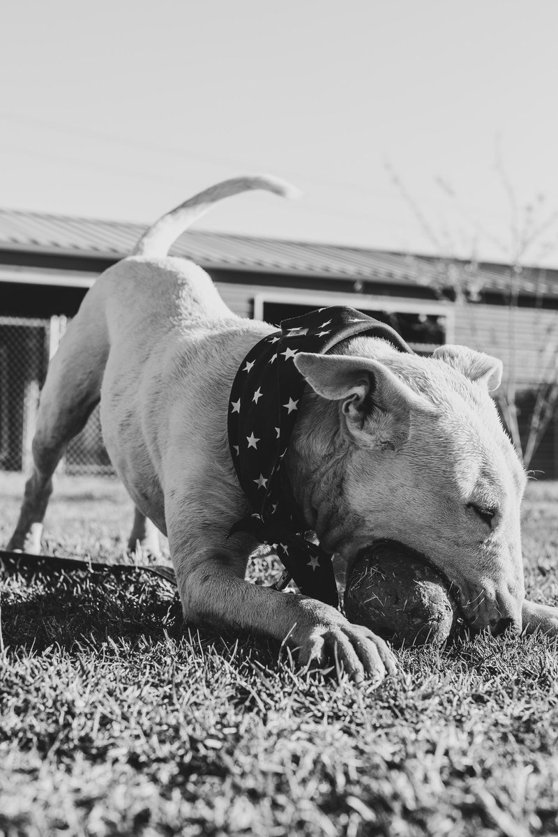 🐾 **Help Us Build Play Yards!** 🐾 Our bullies need more space to play! We're raising funds for **three new play yards**, but donations are really low—we don't even have enough for one yard yet. Your support can make a big difference! 

givebutter.com/rescueranch?s=…