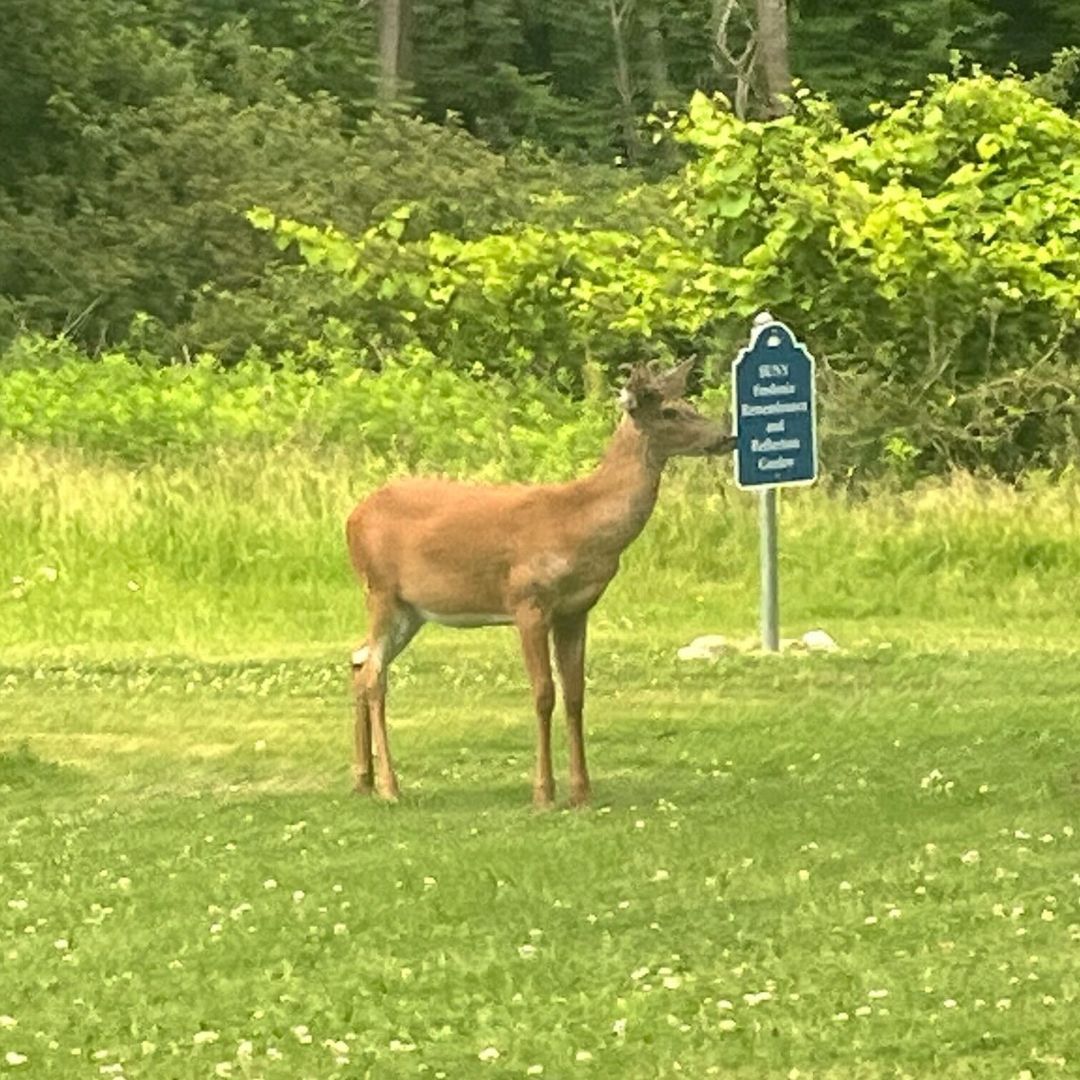 It has been SO BUSY on campus this week with visitors. 🦌👀