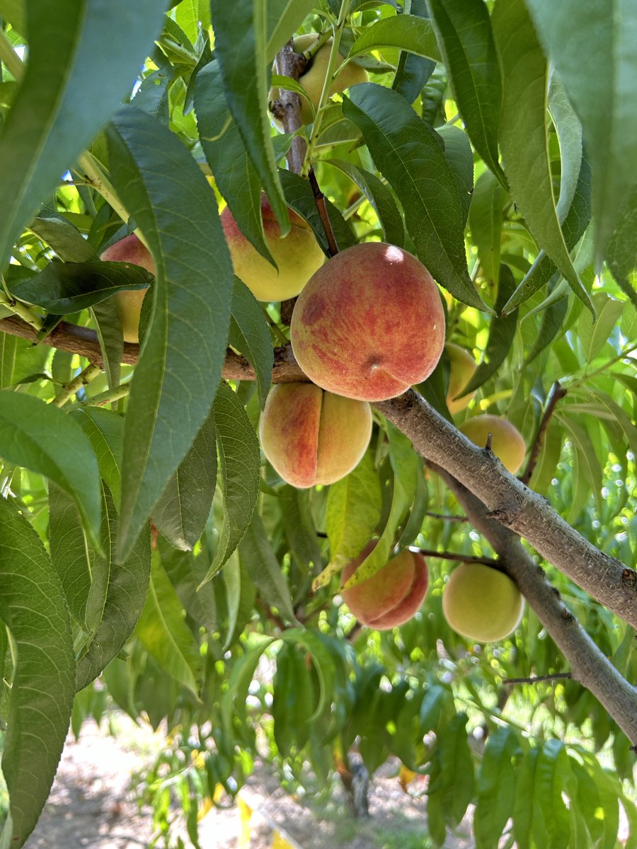 TimacAgroUSA's tweet photo. Field Representative Steven Rozell stopped by Parsons Farms Produce in Dagsboro, Delaware to see how things were progressing. 🍑 These peaches were treated with KSC Green, KSC Pink, & TimaCal formulated with our Adur Complex technology.
#TimacAgroUSA #peaches #farming https://t.co/KgpxZLnKzC