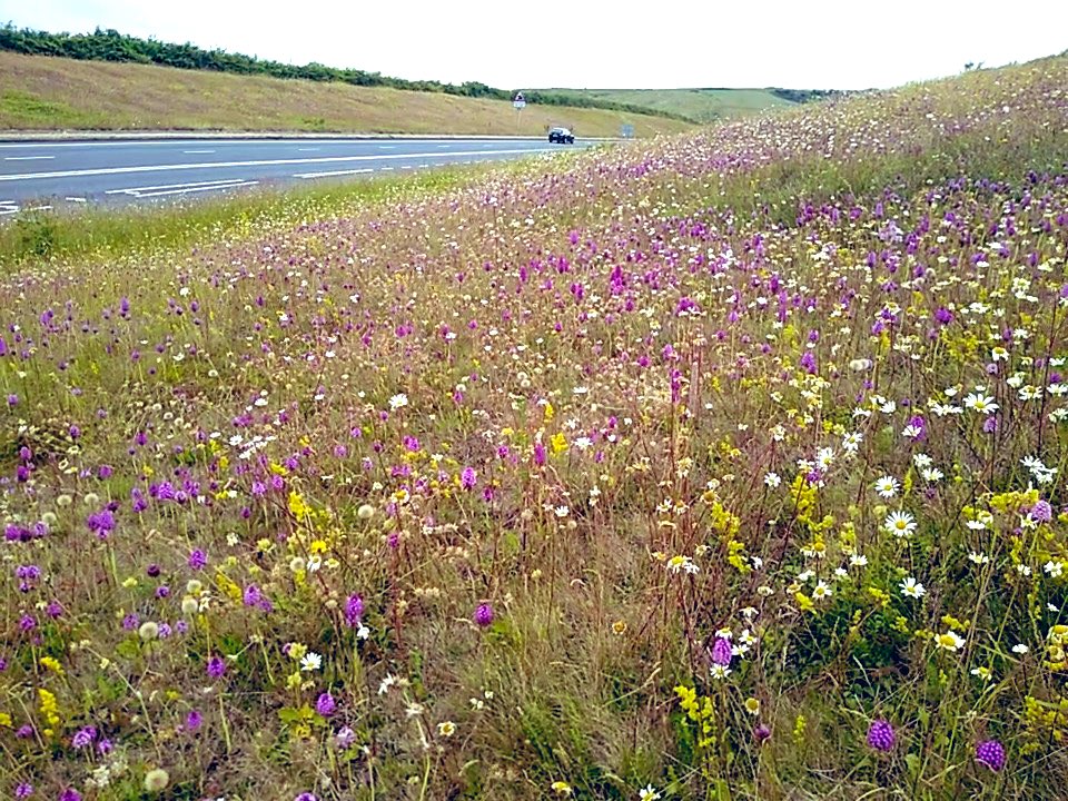 Look at this verge. Dorchester to Weymouth main road. Thousands of pyramid orchids! Dorset knows how to do verges <a href="/DorsetWildlife/">Dorset Wildlife Trust</a> <a href="/DorsetCouncilUK/">Dorset Council UK</a>