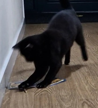 SharynElizabeth's tweet photo. Dipyn o gyffro yma at fory!
A lot of excitement here for tomorrow!
#PawennauPlaid #PawsForPlaid #CatsForCatrin #VoteBabes @catwager https://t.co/GPYMka4OJc