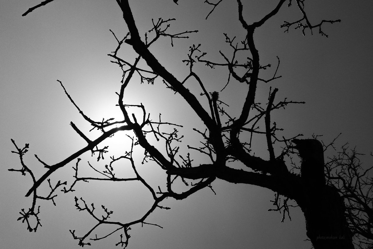 Gn ❤️
Sleep well fam📸

"Black branches"
3/3
4xtz
Link:objkt.com/tokens/hicetnu…

#nft #photography #photo #nftart #nftartist #objkt #objktcom #tezos #TezosArts #TezosNFTs #tezoscollector #tezos #nature #blackandwhite #dark #darkart #silhouette #tree #branch #mountain #mohsenkali