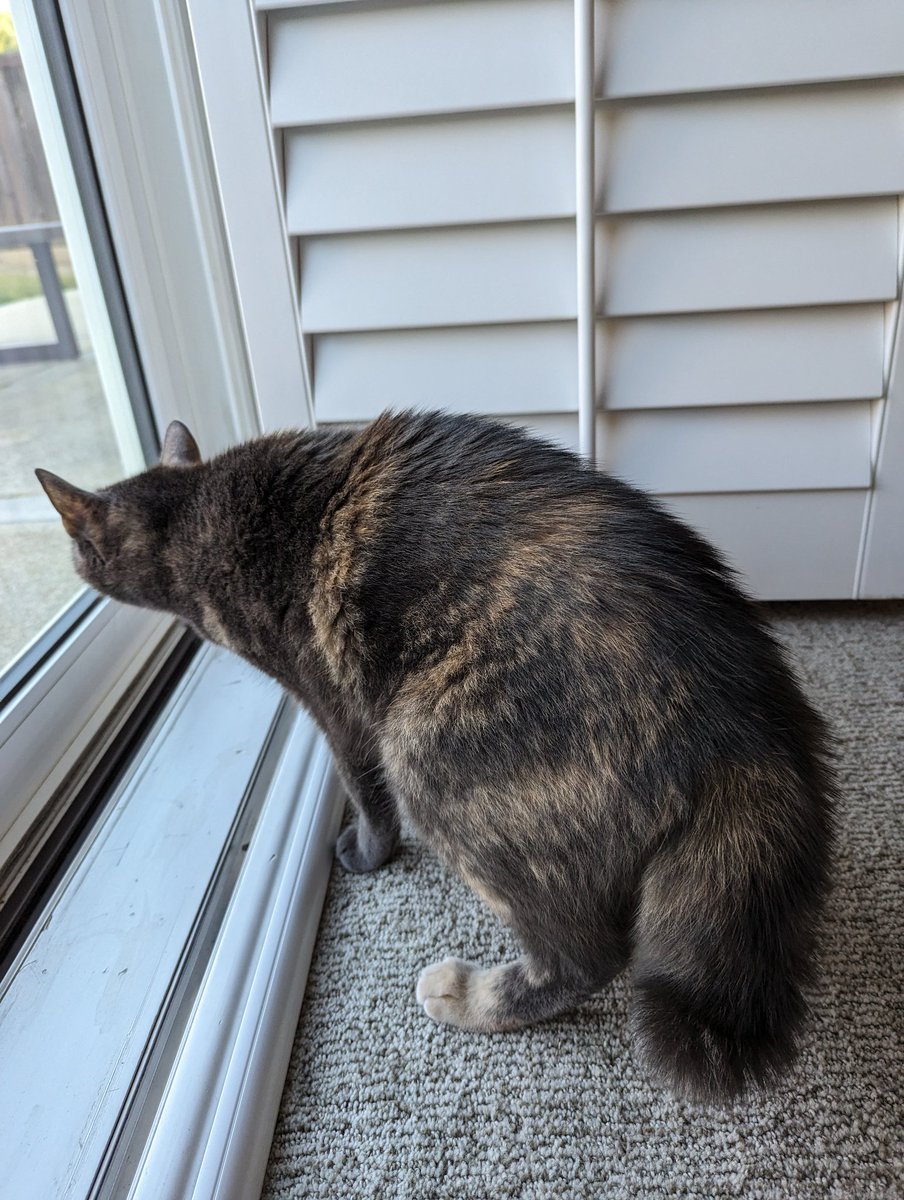 ConnorDS's tweet photo. @shiroginko All fluffed up because she noticed the fake owl outside https://t.co/He2yzQ49IG