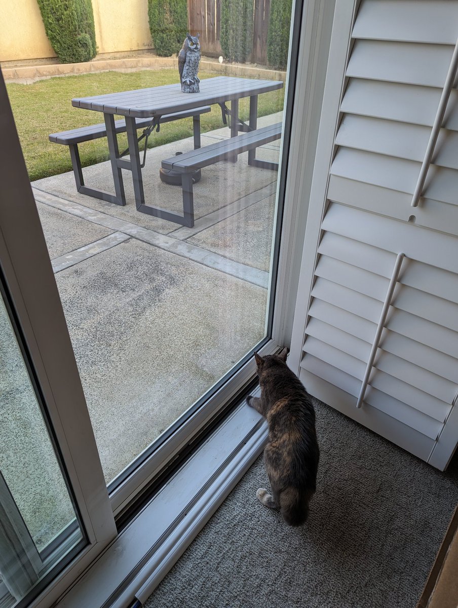ConnorDS's tweet photo. @shiroginko All fluffed up because she noticed the fake owl outside https://t.co/He2yzQ49IG