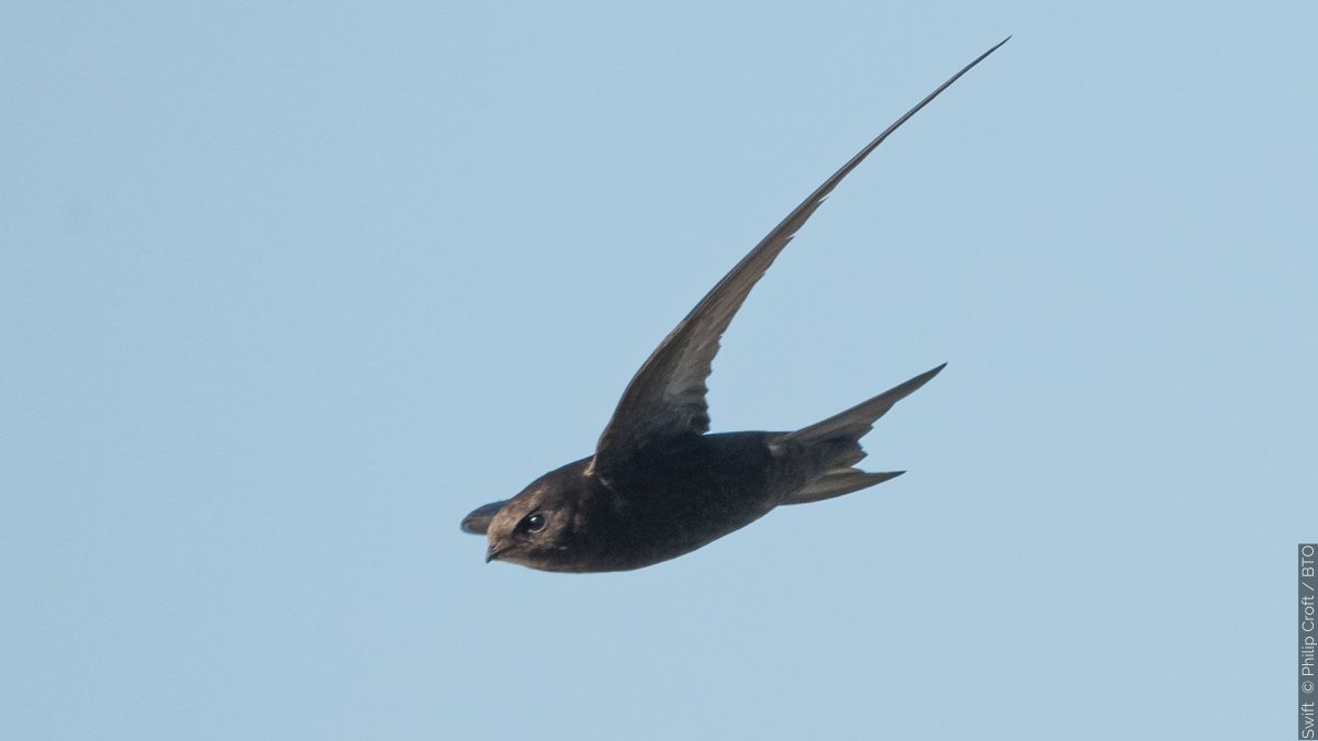 Discover Swift migration patterns and the challenges they face that may be contributing to their decline from BTO Senior Research Ecologist Chris ➡️ bit.ly/4cr7ftN #swifts #SwiftAwarenessWeek
