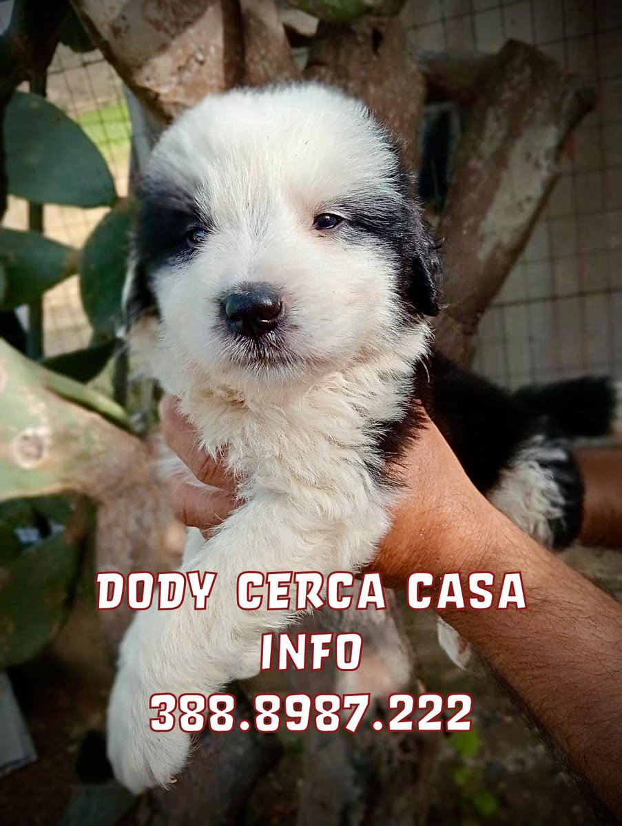 pattyfra1's tweet photo. FEDERICA LO CASCIO
~ Sicilia, Alcamo
💚DODY CERCA CASA💚
2 mesi ca fut tg media bellissimo
➡️INFO☎️388.8987.222
#dody #SosCuccioli
🙏Una condivisione può aiutare Dody a trovar casa🙏🆘🏡🔁🙏🆘🏡🔁🔁🔁 https://t.co/F00apYt5F2