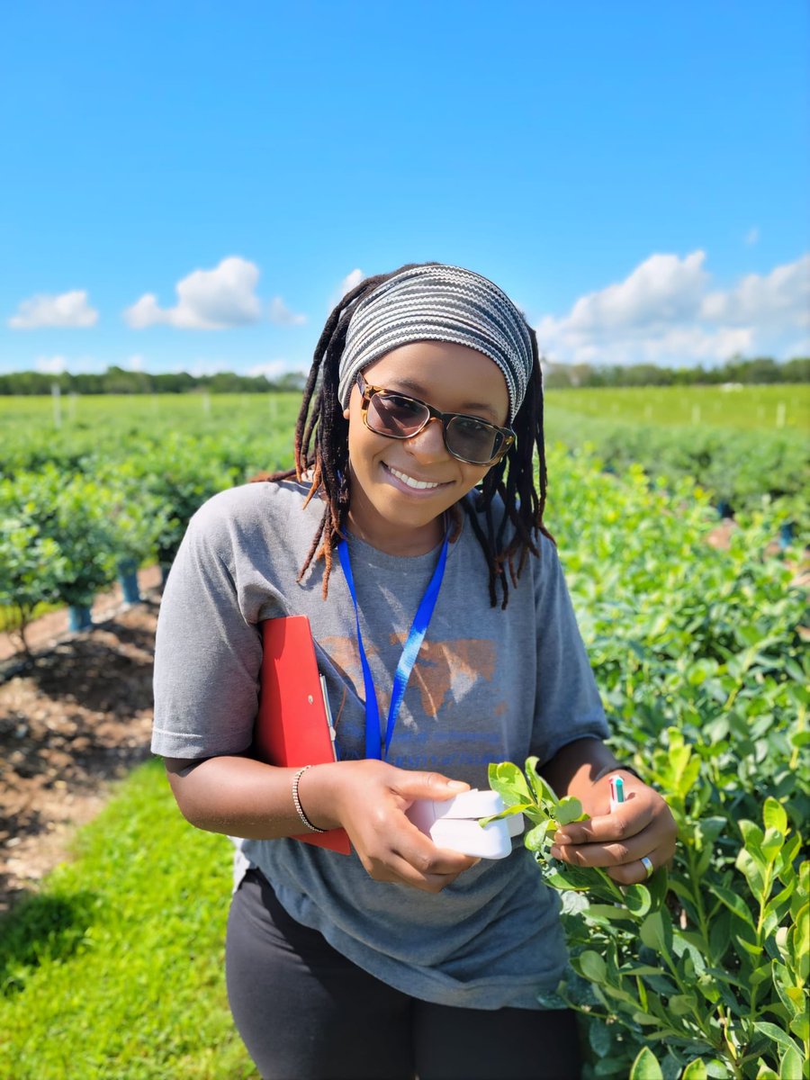 PhD student <a href="/MuthomiKendi/">Kendi Muthomi MSc</a> making hot chilli thrips field work look effortless!