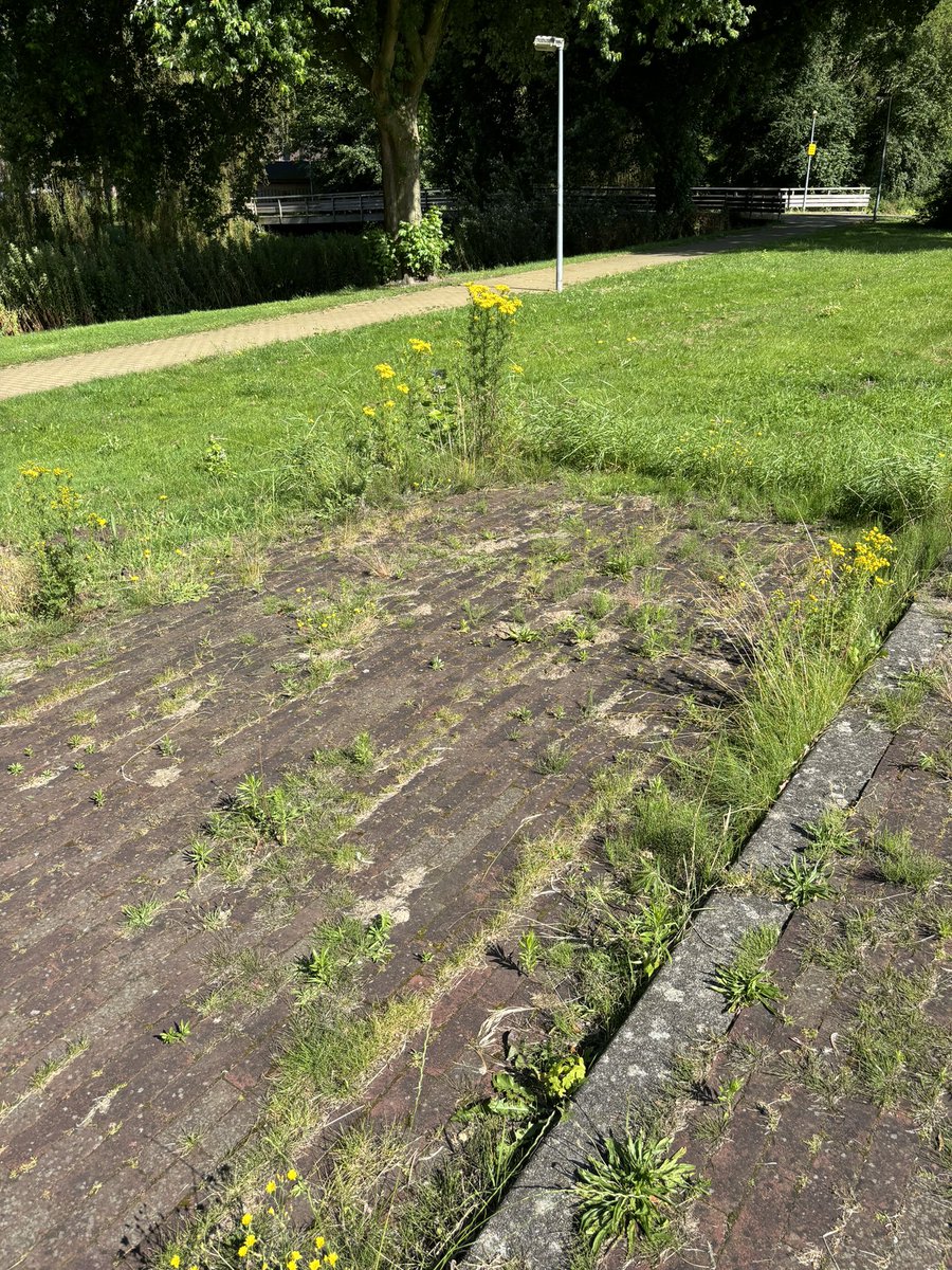 Vandaag op pad met een bezorgde bewoner van Almere haven, voetpaden en bruggen zijn overwoekerd. Deze wild groei kost <a href="/almere/">almere</a> 4 miljoen extra per jaar. Dit is niet de basis op orde! <a href="/JesseLuijendijk/">Jesse Luijendijk 🐾 🌳 🐝</a> kom naar de @036raad en bespreek deze misstanden zoals al beloofd is in februari