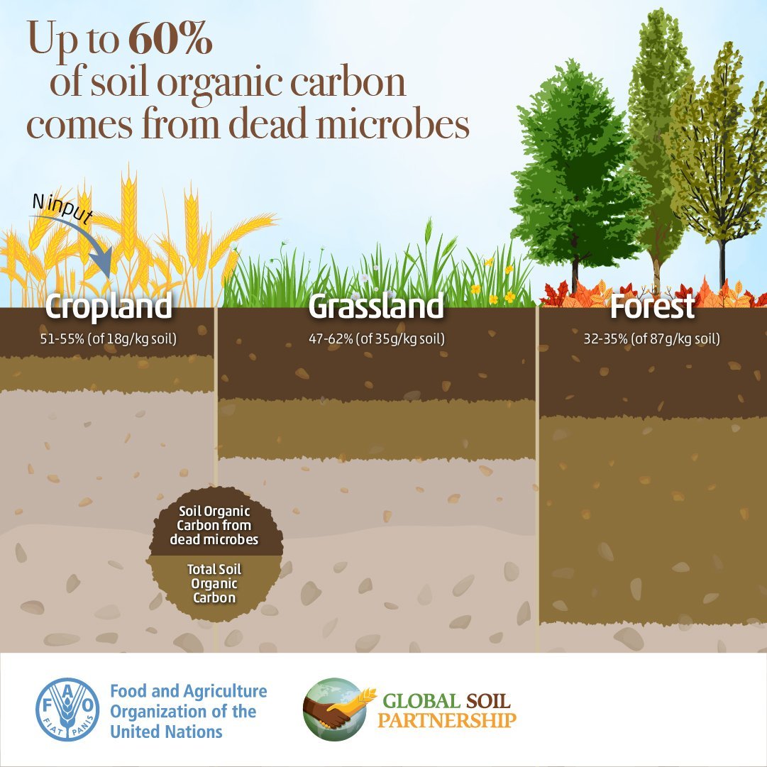 UN Biodiversity (@unbiodiversity) on Twitter photo Discover the fascinating link between #SoilBiodiversity & #SOC 👇🏿
Curious to know more⁉️ Dive into the 👉🏿 State of knowledge of soil biodiversity
openknowledge.fao.org/handle/20.500.… and the 👉🏿 protocol for #SOC measurement, reporting & verification openknowledge.fao.org/handle/20.500.…
<a href="/FAOLandWater/">FAO Land, Soil and Water</a> Discover the fascinating link between #SoilBiodiversity & #SOC 👇🏿
Curious to know more⁉️ Dive into the 👉🏿 State of knowledge of soil biodiversity
openknowledge.fao.org/handle/20.500.… and the 👉🏿 protocol for #SOC measurement, reporting & verification openknowledge.fao.org/handle/20.500.…
<a href="/FAOLandWater/">FAO Land, Soil and Water</a>
