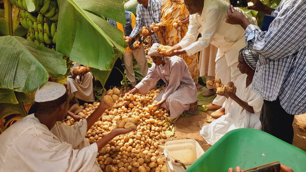bramaccimmyt's tweet photo. #Potato is a key staple food that can ensure food security in #Sudan &amp; #combathunger. @CIMMYT’s partners @Cipotato, @mercycorps, &amp; @PracticalAction are leading the potato &amp; sweet potato component of #SASAS program. Harvesting diversity &amp; feeding hope. https://t.co/o8hP8ATzHl https://t.co/KBgoFMTaAz
