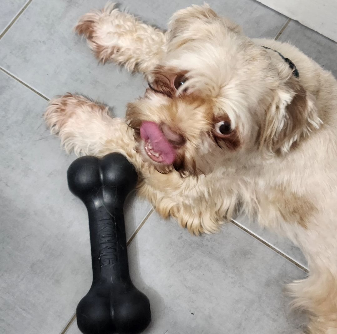 AgilitywAmanda's tweet image. Joey the Muppet always makes the strangest faces 😂

#muppetdog #funnydog #dogfaces #funnydogfaces #lifewithdogs