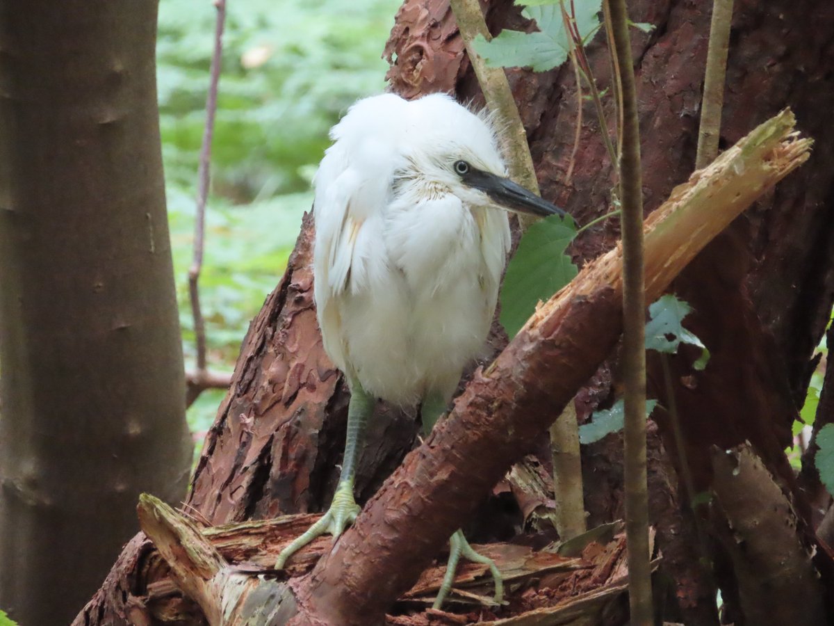 Jonge kleine zilverreiger.
