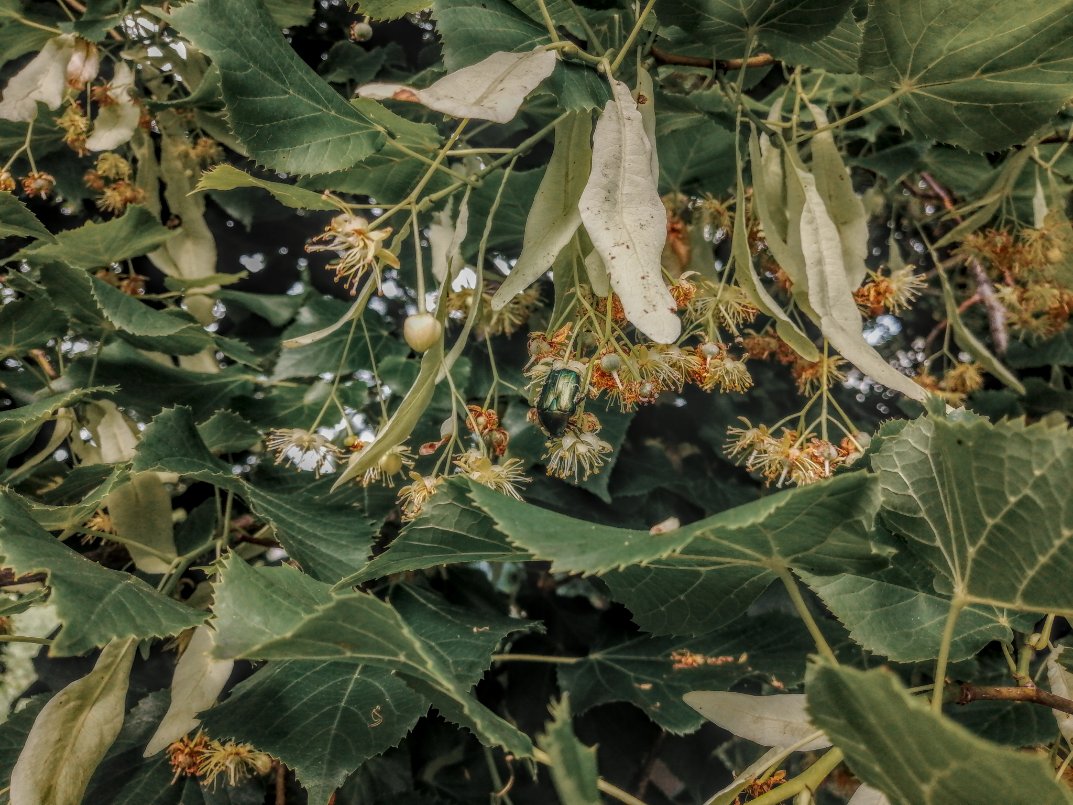 pa_furijaz's tweet image. Everyone talk about #Darktable so I download and made a test with some old photo taken with my  previous phone, and I think the colours enhancement  make much better the  photo. left Darktable right source. #photo