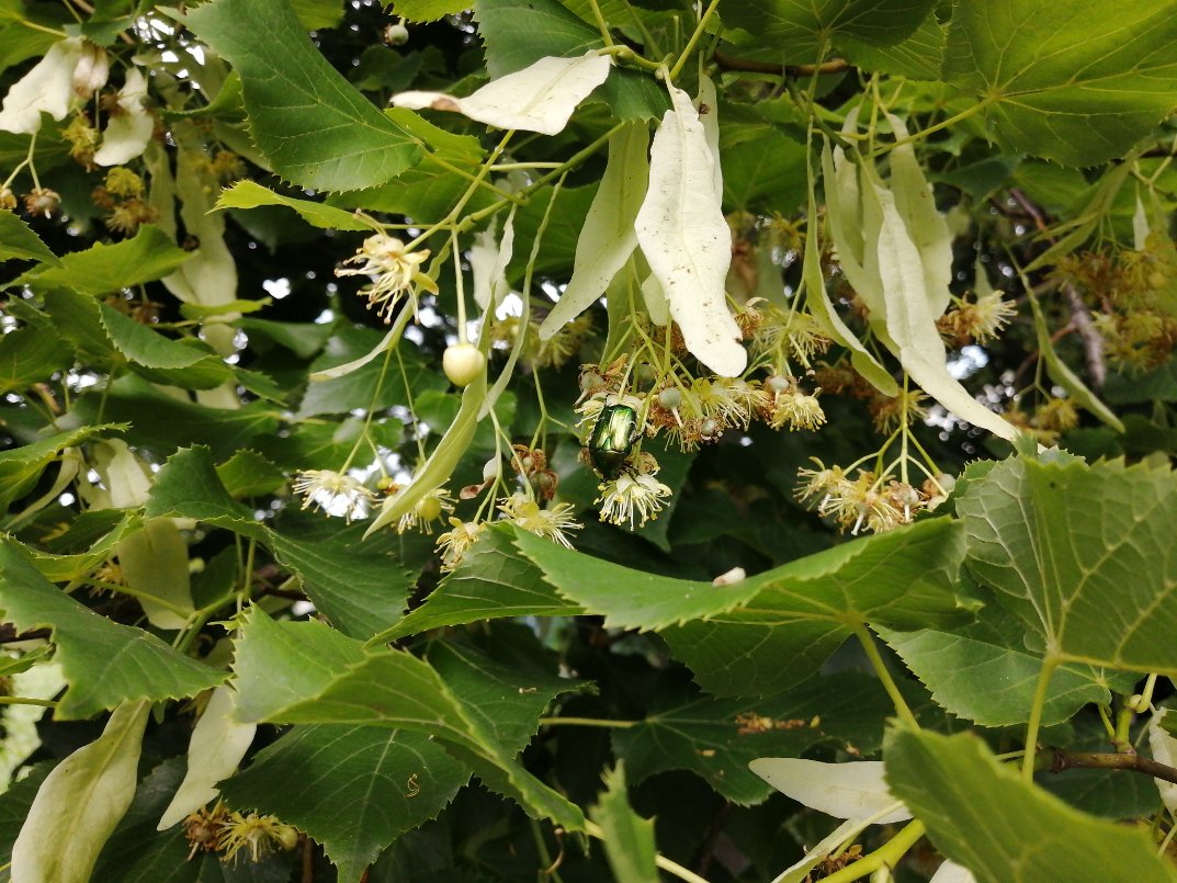 pa_furijaz's tweet image. Everyone talk about #Darktable so I download and made a test with some old photo taken with my  previous phone, and I think the colours enhancement  make much better the  photo. left Darktable right source. #photo