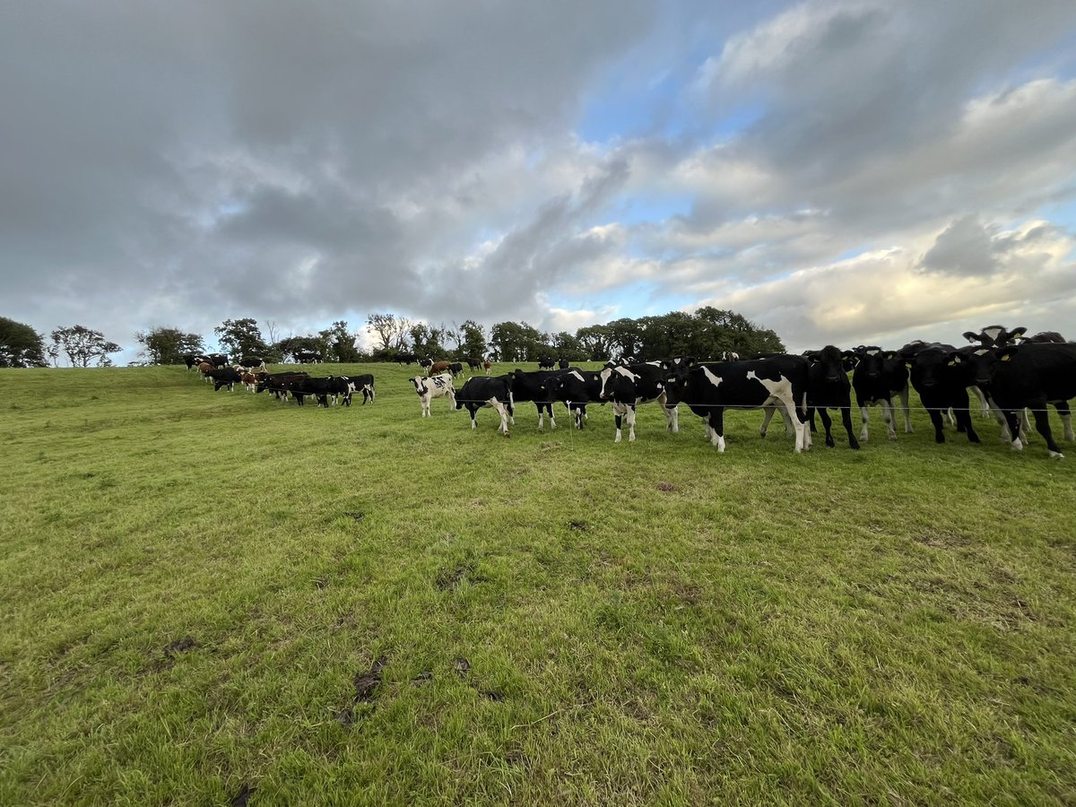 SalesianAg's tweet photo. About as good an evening summer sky that we have this #summer . Graze outs need to be as good as they are, no #surpluses about https://t.co/OEJCUx6i8N