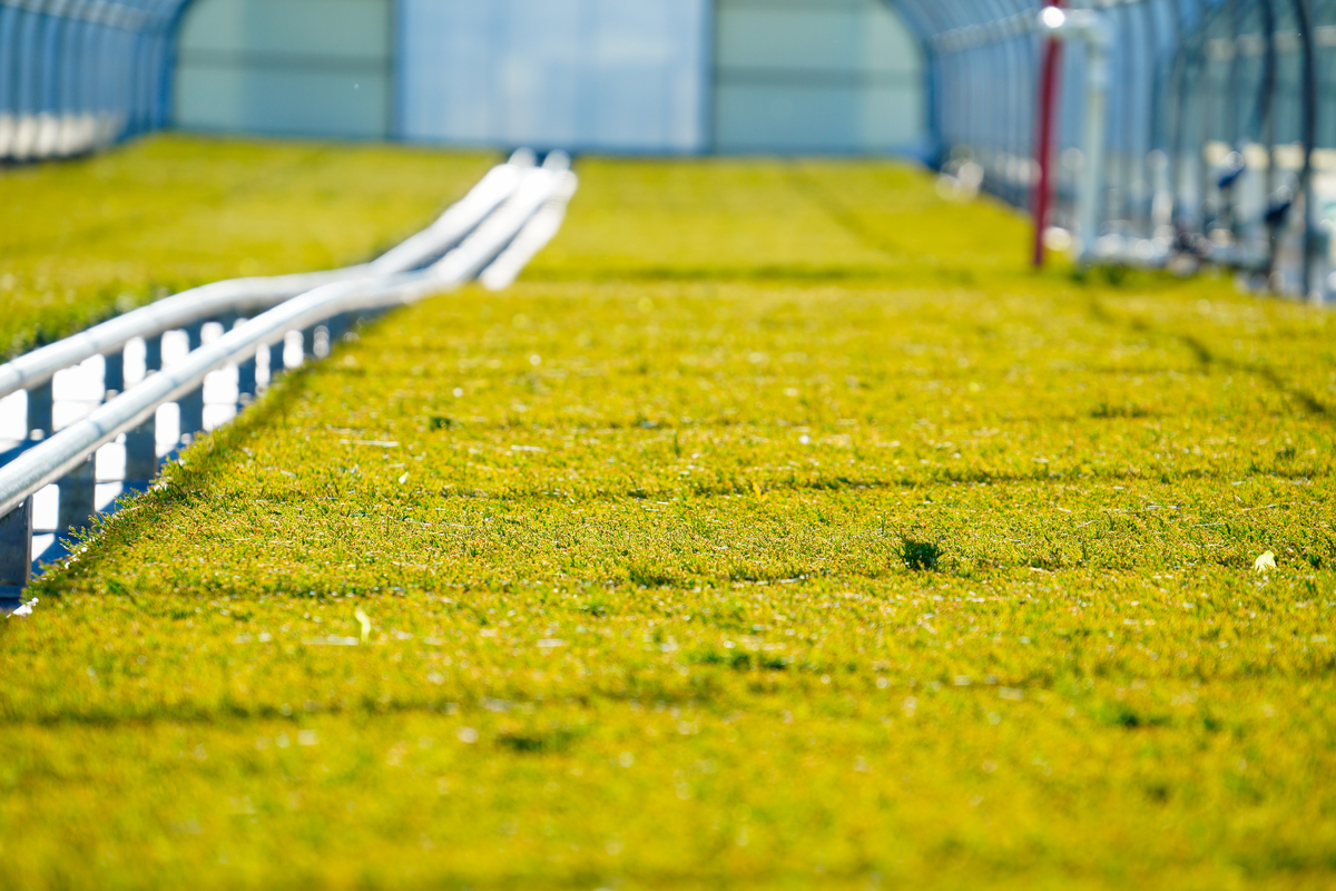 Qualitree tweet media