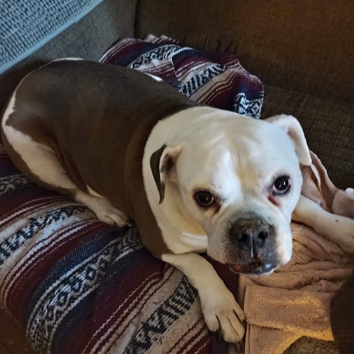 CompanionBridge's tweet image. Daisy needs surgery to remove a mass. Any help is appreciated. Daisy - Companion Bridge